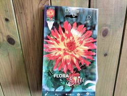 DALIA CACTUS AMARILLA PUNTA ROJA