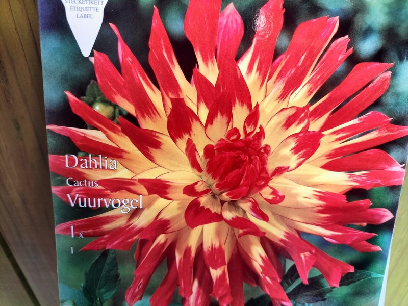 DALIA CACTUS DICA VERMELHA AMARELA — Plantamus Nursery online