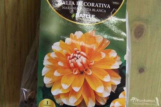 DÉCORATIF ORANGE DAHLIA POINT BLANC
