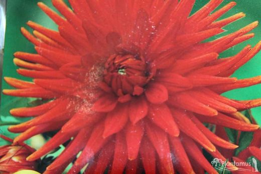 DÉCORATIF RED SCARLET DAHLIA
