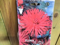 DALIA CACTUS ROJO TERCIOPELO