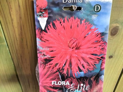 DALIA CACTUS ROJO TERCIOPELO