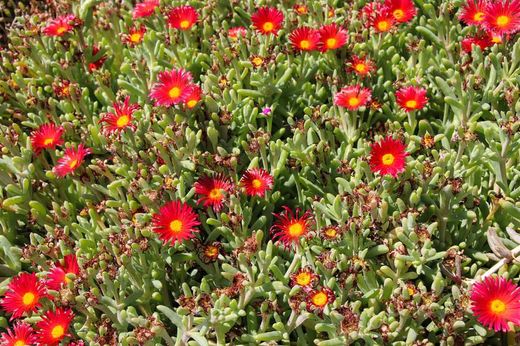 Delosperma cooperi – Planta de hielo