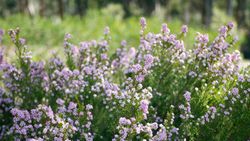 Diosma hirsuta "Fontaine Rose"
