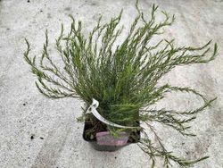 Diosma hirsuta "Fontaine Rose"