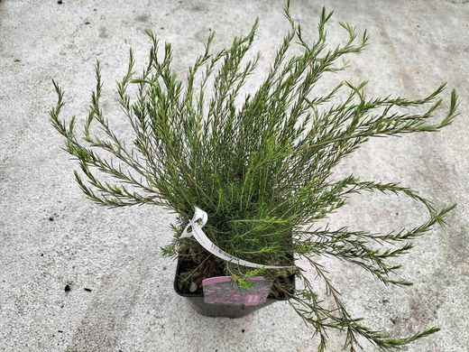 Diosma hirsuta "Fontaine Rose"
