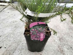 Diosma hirsuta "Fontaine Rose"