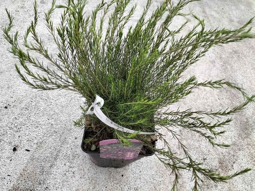 Diosma hirsuta "Fontaine Rose"
