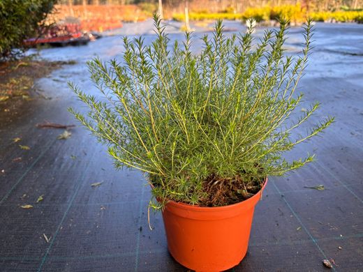 Diosma hirsuta "Fontaine Rose"