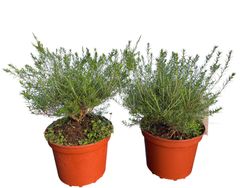 Diosma hirsuta "Fontaine Rose"