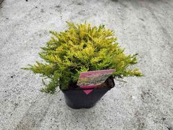Diosma hirsuta "Sunset gold"