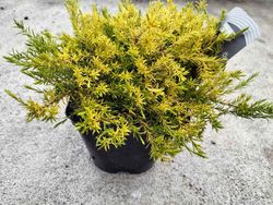 Diosma hirsuta "Sunset gold"