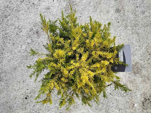 Diosma hirsuta "Sunset gold"