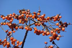 Diospyros lotus, caqui lotus