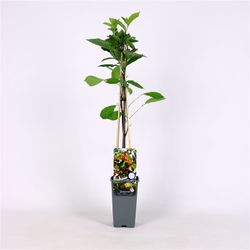 Diospyros lotus, caqui lotus