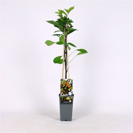 Diospyros lotus, caqui lotus