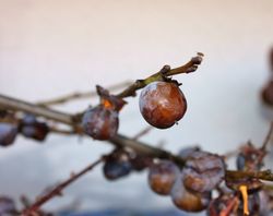 Diospyros lotus, caqui lotus