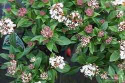 Durillo, flor blanca en racimos, Viburnum tinus "Macrophyllum"