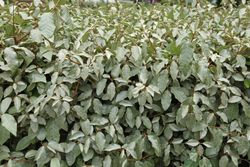 Elaeagnus x ebbingei Compacta