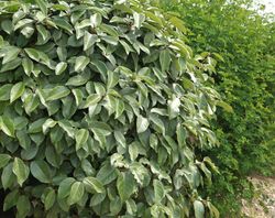 Elaeagnus x ebbingei Compacta