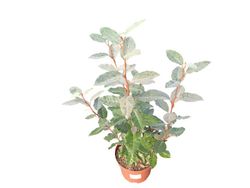 Elaeagnus x ebbingei Compacta