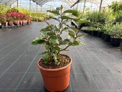 Elaeagnus x ebbingei Compacta