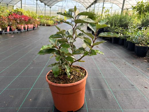 Elaeagnus x ebbingei Compacta