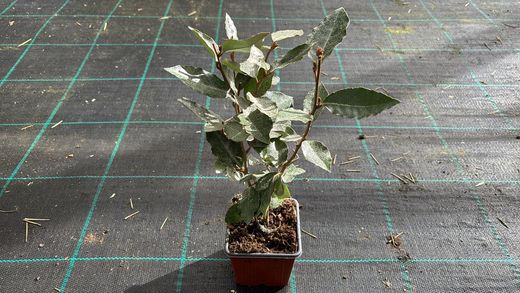 Elaeagnus x ebbingei Compacta