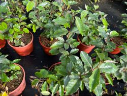 Elaeagnus x ebbingei Compacta