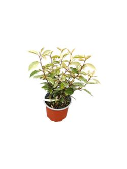Elaeagnus x ebbingei Compacta