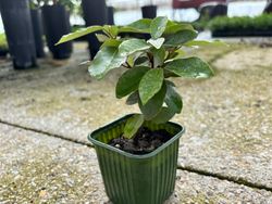 Elaeagnus x ebbingei Compacta