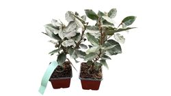 Elaeagnus x ebbingei Compacta