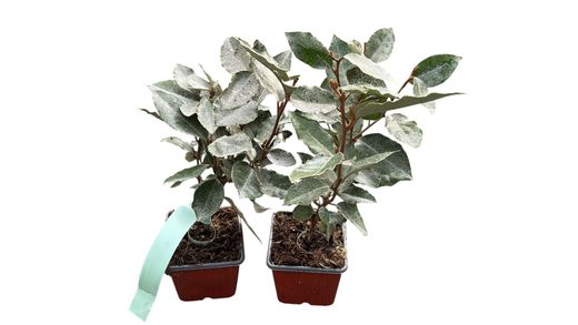 Elaeagnus x ebbingei Compacta