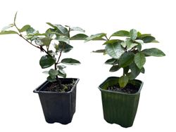 Elaeagnus x ebbingei Compacta