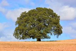 Azinheira, azinheira, carvalho de folhas estreitas. Quercus ilex