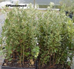Azinheira, azinheira, carvalho de folhas estreitas. Quercus ilex