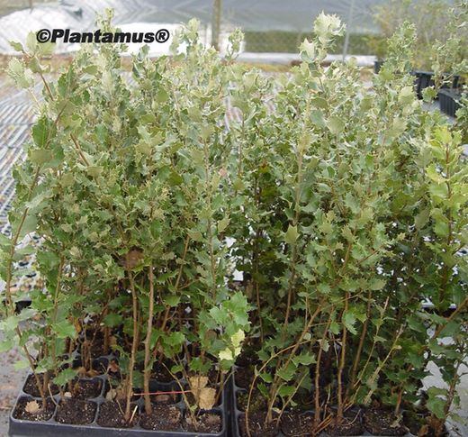 Azinheira, azinheira, carvalho de folhas estreitas. Quercus ilex