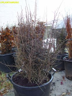 Endrino, árbol del pacharán