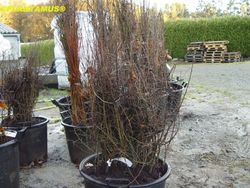 Endrino, árbol del pacharán