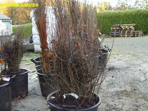 Endrino, árbol del pacharán