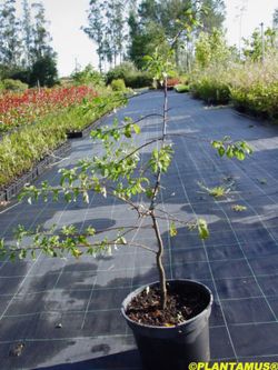 Endrino, árbol del pacharán en maceta