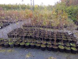 Blackthorn, blackthorn, blackthorn, Prunus spinosa