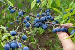 Blackthorn, blackthorn, blackthorn, Prunus spinosa