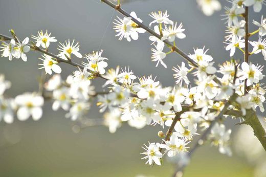 Blackthorn, blackthorn, blackthorn, Prunus spinosa