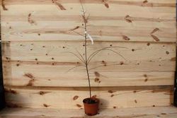 Blackthorn, blackthorn, blackthorn, Prunus spinosa