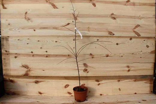 Blackthorn, blackthorn, blackthorn, Prunus spinosa