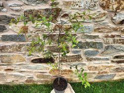 Blackthorn, blackthorn, blackthorn, Prunus spinosa