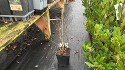 Blackthorn, blackthorn, blackthorn, Prunus spinosa