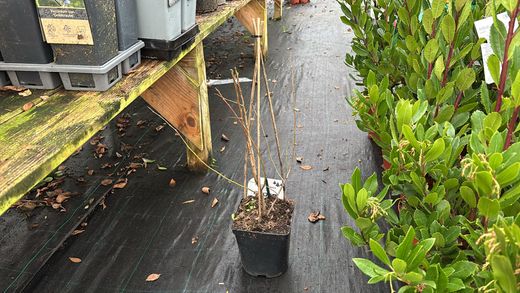 Blackthorn, blackthorn, blackthorn, Prunus spinosa