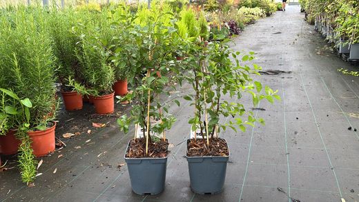 Prunellier, prunellier, prunelle, Prunus spinosa